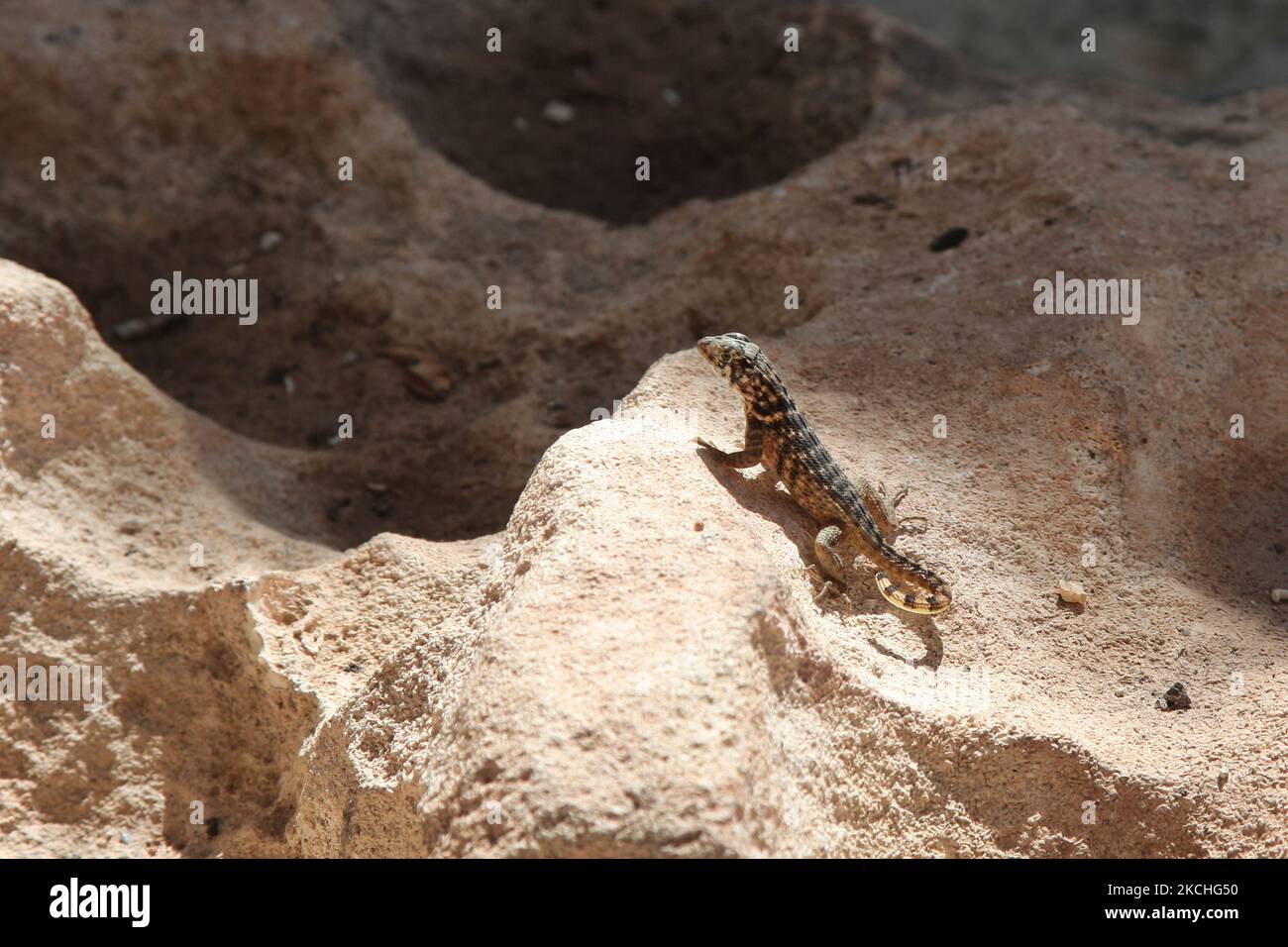 Lézard à queue cariole (Leiocephalus carinatus) à Guardalavaca, Cuba. (Photo de Creative Touch Imaging Ltd./NurPhoto) Banque D'Images
