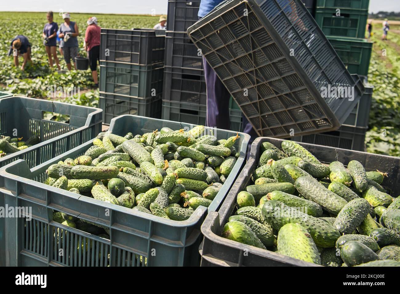 Récolte de concombres sur un terrain agricole dans la région de Vinnytsia, en Ukraine. Juillet 2021 (photo de Maxym Marusenko/NurPhoto) Banque D'Images