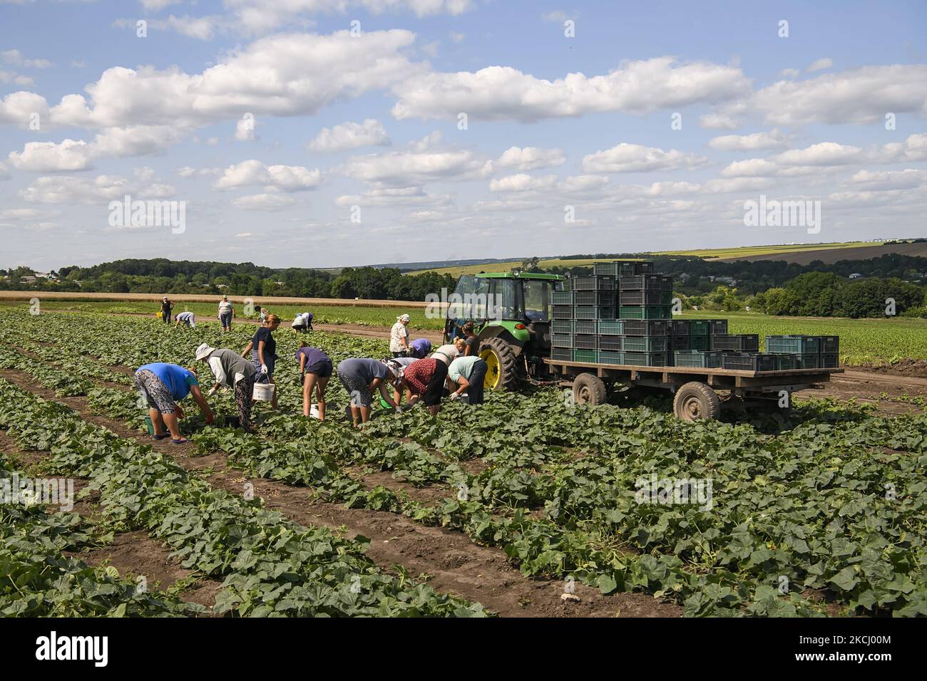 Récolte de concombres sur un terrain agricole dans la région de Vinnytsia, en Ukraine. Juillet 2021 (photo de Maxym Marusenko/NurPhoto) Banque D'Images