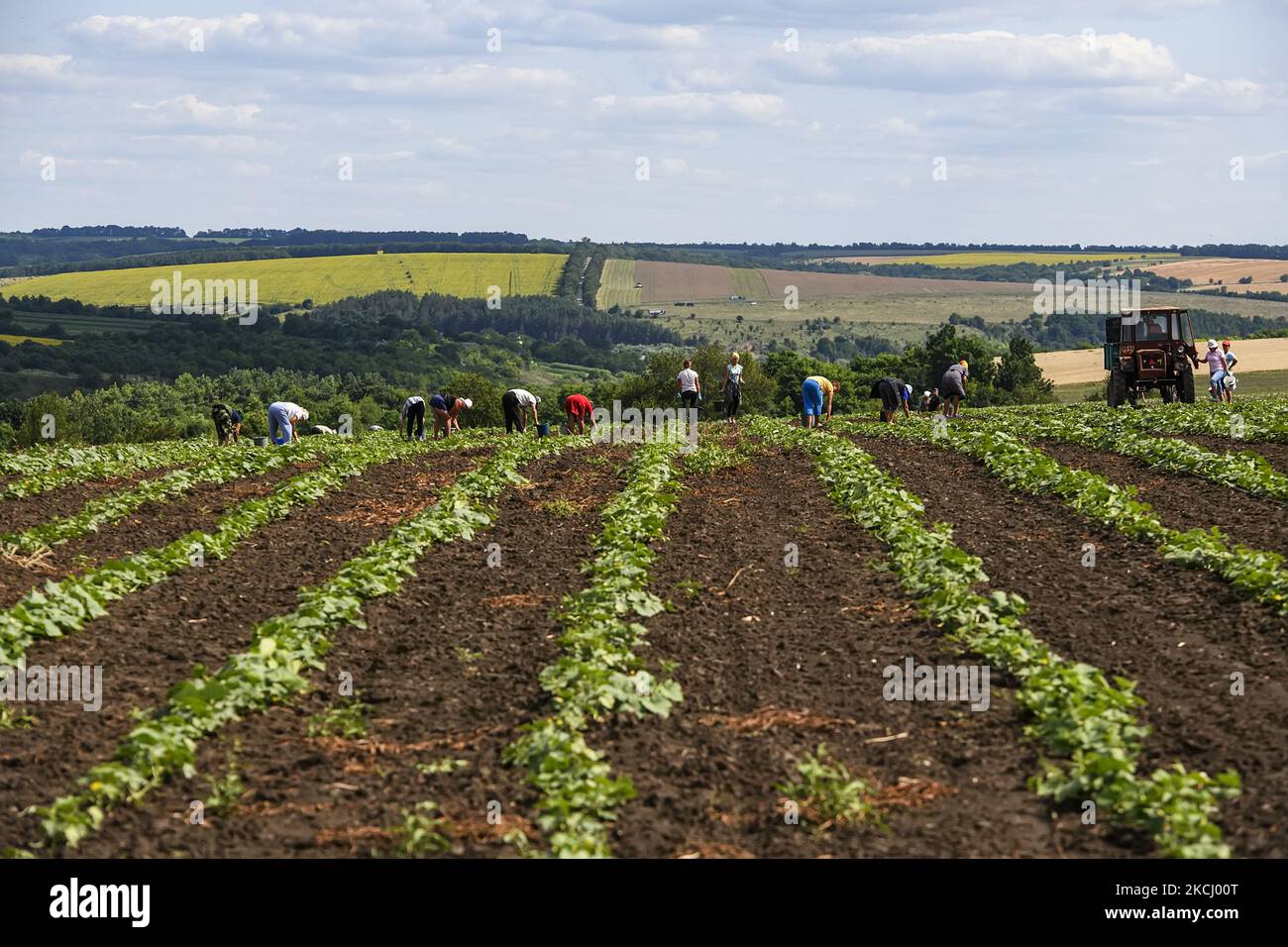 Travaux agricoles sur un champ agricole dans la région de Vinnytsia, en Ukraine. Juillet 2021 (photo de Maxym Marusenko/NurPhoto) Banque D'Images