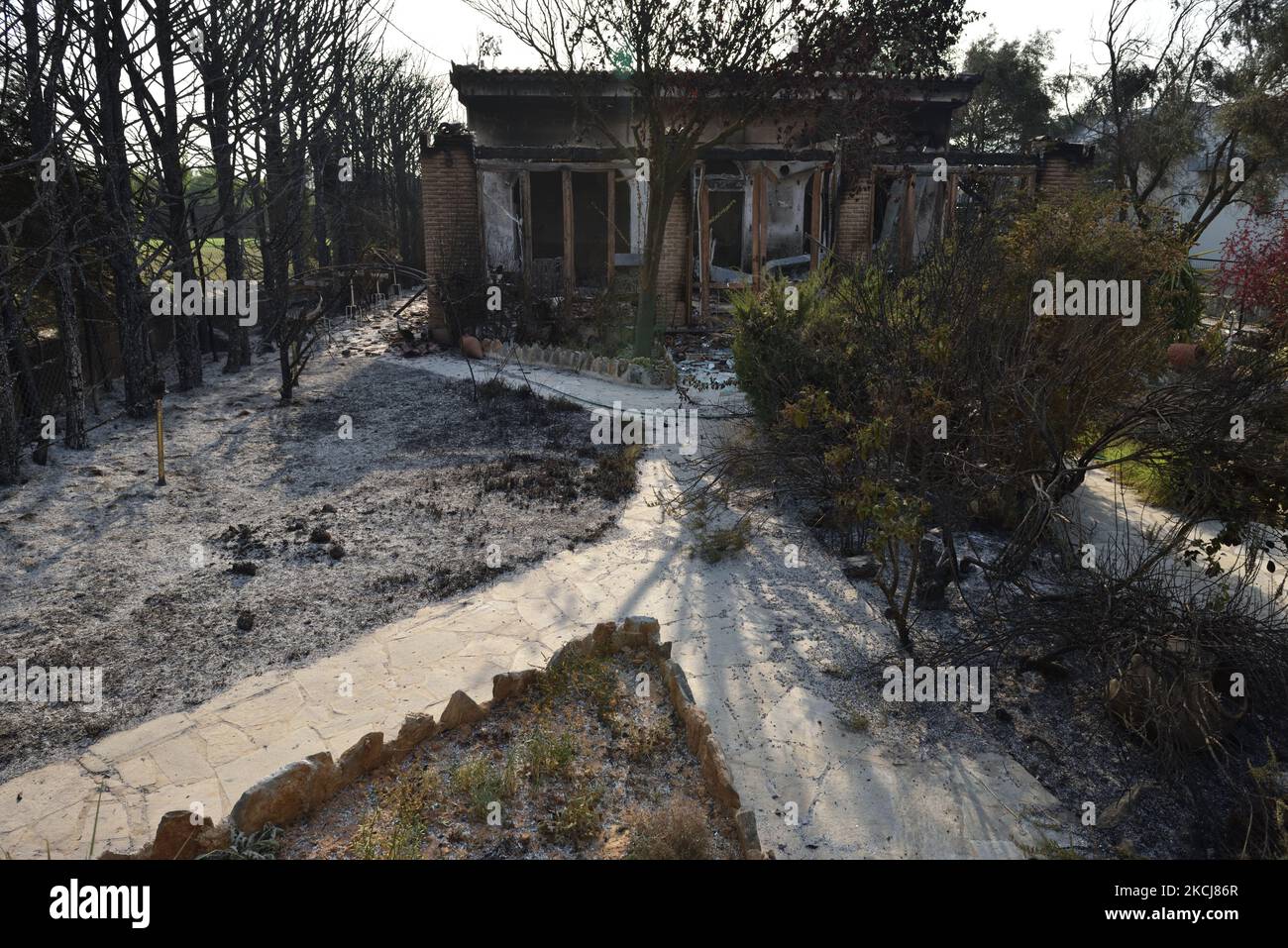 Un bâtiment est détruit par un feu de forêt dans la banlieue nord d'Athènes, Varimpompi, sur 4 août 2021. (Photo de Nicolas Koutsokostas/NurPhoto) Banque D'Images