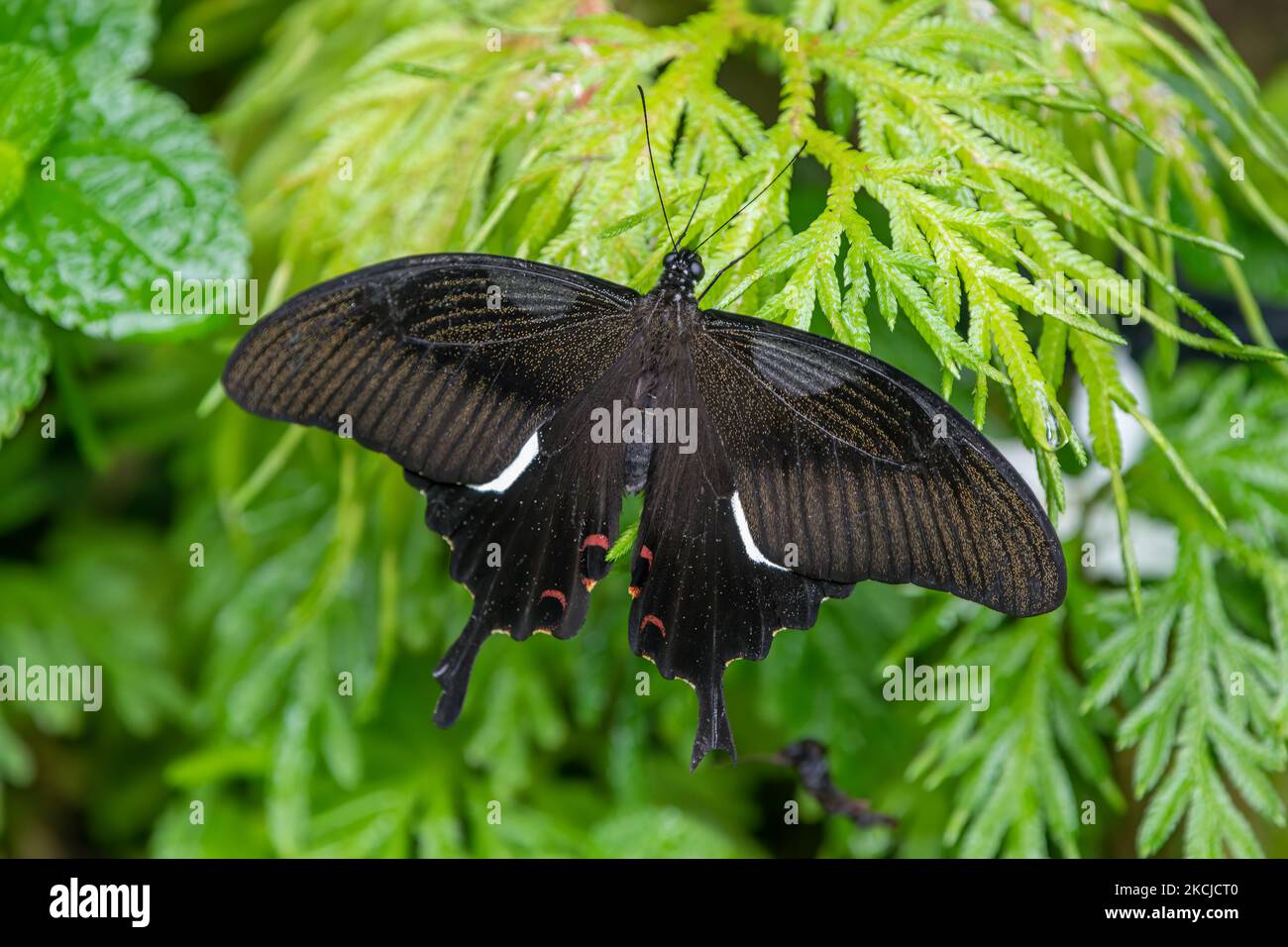 Grande Helen ou Papilio Iswara observé dans le parc à papillons de Kuala Lumpur, en Malaisie Banque D'Images