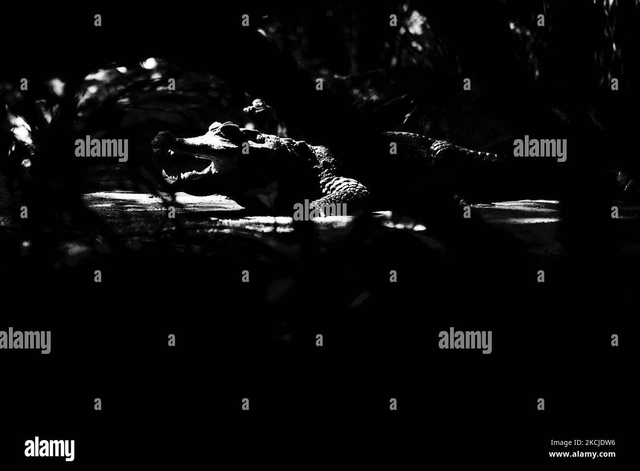 (NOTE DE LA RÉDACTION: L'image a été convertie en noir et blanc) l'alligator chinois en danger critique diffère de son homologue américain de façon subtile. Il est plus petit mesure habituellement jusqu'à 1,5m, la tête est plus robuste et son museau est légèrement retourné. Les paupières de l'alligator chinois ont une plaque de poney qui manque dans l'alligator américain. L'alligator américain n'a pas non plus les plaques de ventre osseux, ou ostédermes, de l'alligator chinois. Cette espèce est en danger critique d'extinction. Sur 5 août 2021 dans le safari fluvial de Singapour. (Photo par Farhan Osman/NurPhoto) Banque D'Images