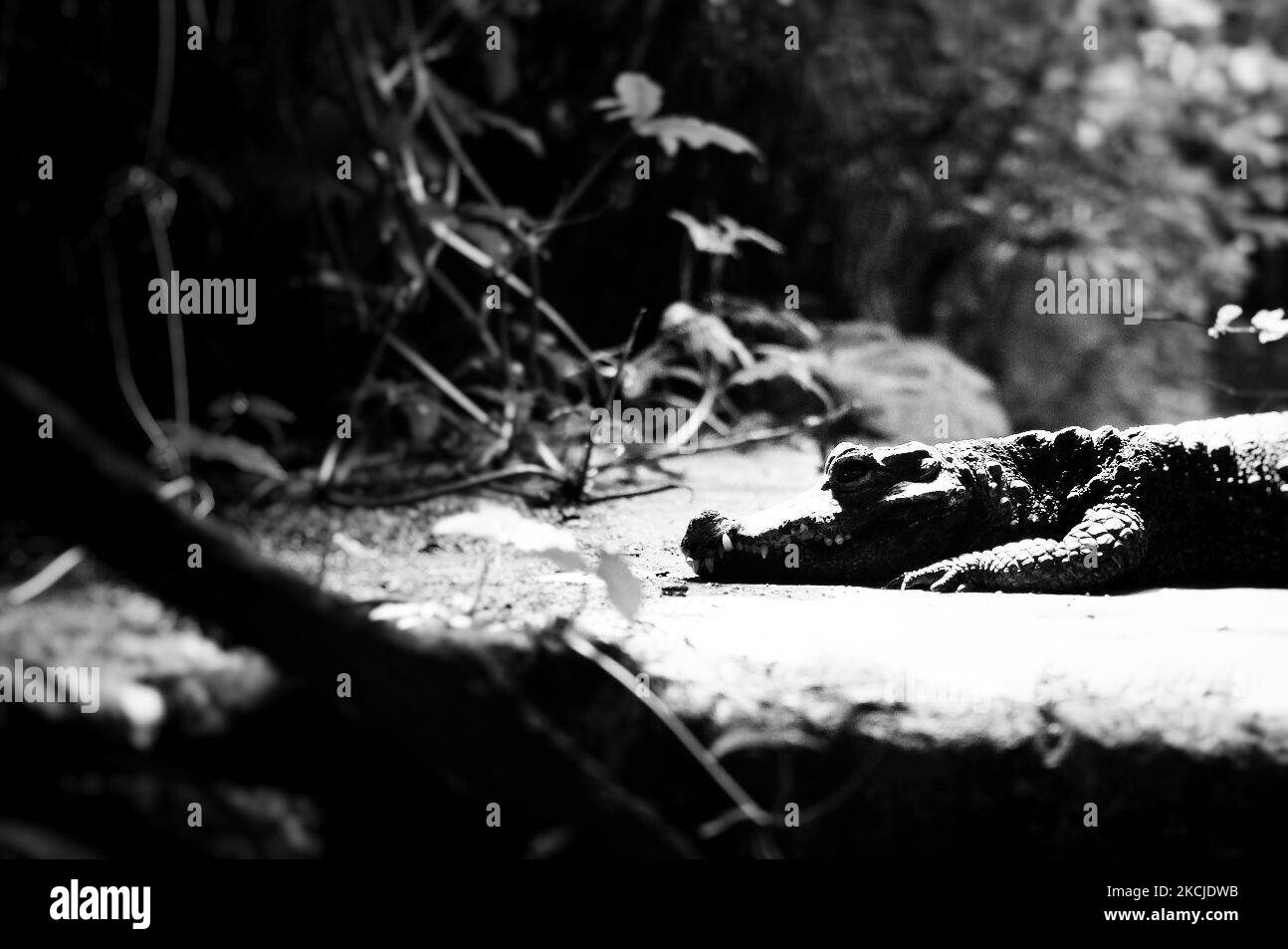 (NOTE DE LA RÉDACTION: L'image a été convertie en noir et blanc) l'alligator chinois en danger critique diffère de son homologue américain de façon subtile. Il est plus petit mesure habituellement jusqu'à 1,5m, la tête est plus robuste et son museau est légèrement retourné. Les paupières de l'alligator chinois ont une plaque de poney qui manque dans l'alligator américain. L'alligator américain n'a pas non plus les plaques de ventre osseux, ou ostédermes, de l'alligator chinois. Cette espèce est en danger critique d'extinction. Sur 5 août 2021 dans le safari fluvial de Singapour. (Photo par Farhan Osman/NurPhoto) Banque D'Images