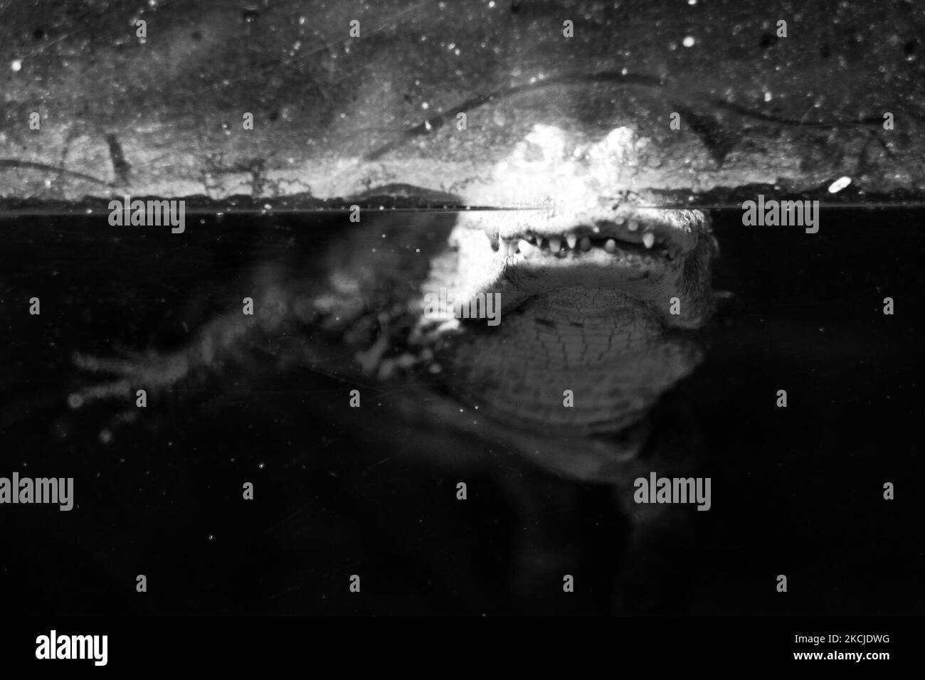 (NOTE DE LA RÉDACTION: L'image a été convertie en noir et blanc) l'alligator chinois en danger critique diffère de son homologue américain de façon subtile. Il est plus petit mesure habituellement jusqu'à 1,5m, la tête est plus robuste et son museau est légèrement retourné. Les paupières de l'alligator chinois ont une plaque de poney qui manque dans l'alligator américain. L'alligator américain n'a pas non plus les plaques de ventre osseux, ou ostédermes, de l'alligator chinois. Cette espèce est en danger critique d'extinction. Sur 5 août 2021 dans le safari fluvial de Singapour. (Photo par Farhan Osman/NurPhoto) Banque D'Images