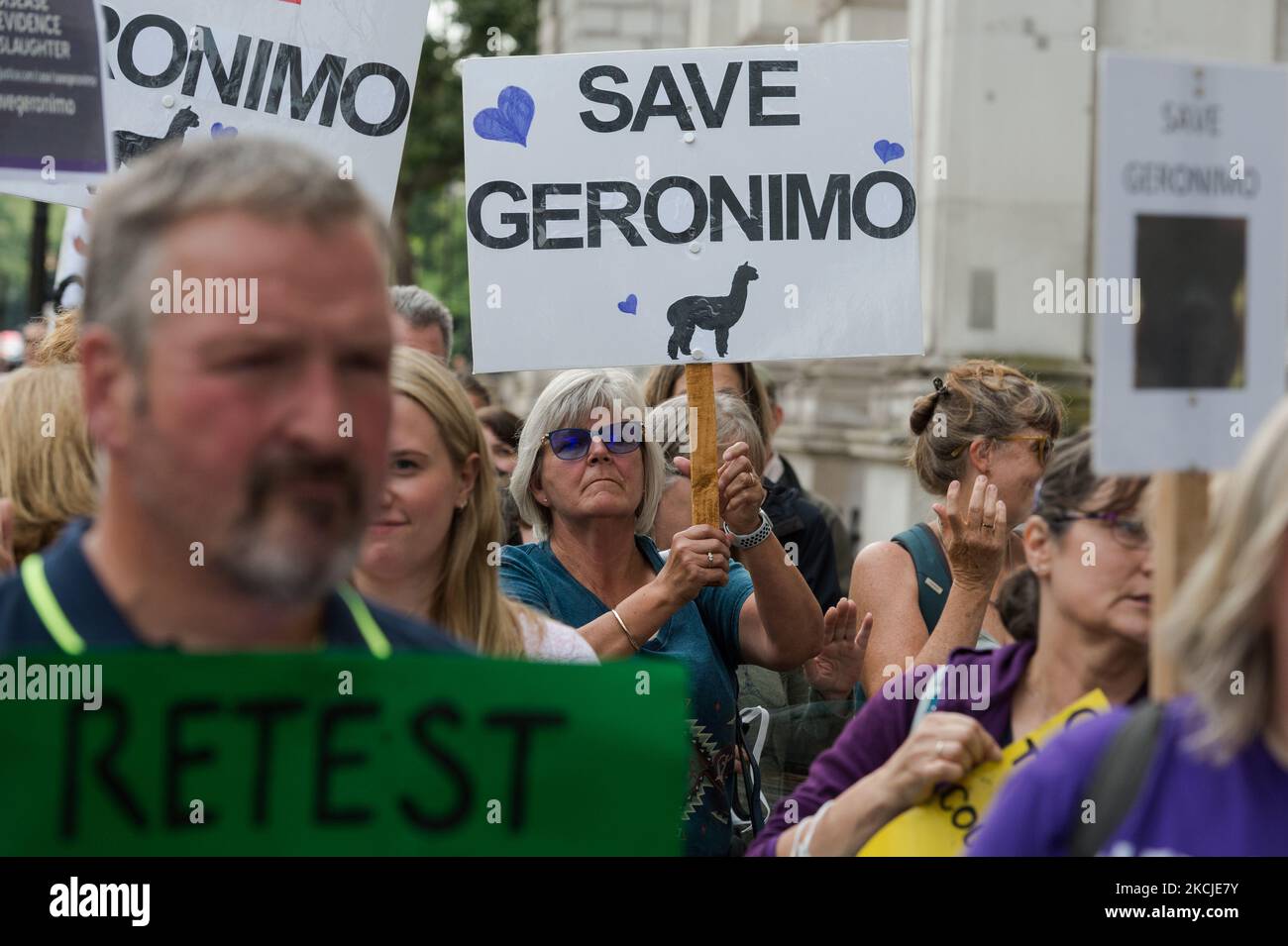 LONDRES, ROYAUME-UNI - 09 AOÛT 2021 : des manifestants pour les droits des animaux manifestent devant Downing Street contre l'ordre d'euthanasier Geronimo l'alpaga qui a été testé positif pour la tuberculose bovine deux fois sur 09 août 2021 à Londres, en Angleterre. Les militants appellent le Premier ministre Boris Johnson à intervenir et le secrétaire à l'Environnement George Ecute à mettre fin à l'assassinat de Geronimo, à mettre en œuvre les derniers tests de dépistage de la tuberculose bovine pour les cas suspects ainsi qu'à mettre fin aux coupables de badigeonner en faveur de la vaccination. (Photo de Wiktor Szymanowicz/NurPhoto) Banque D'Images