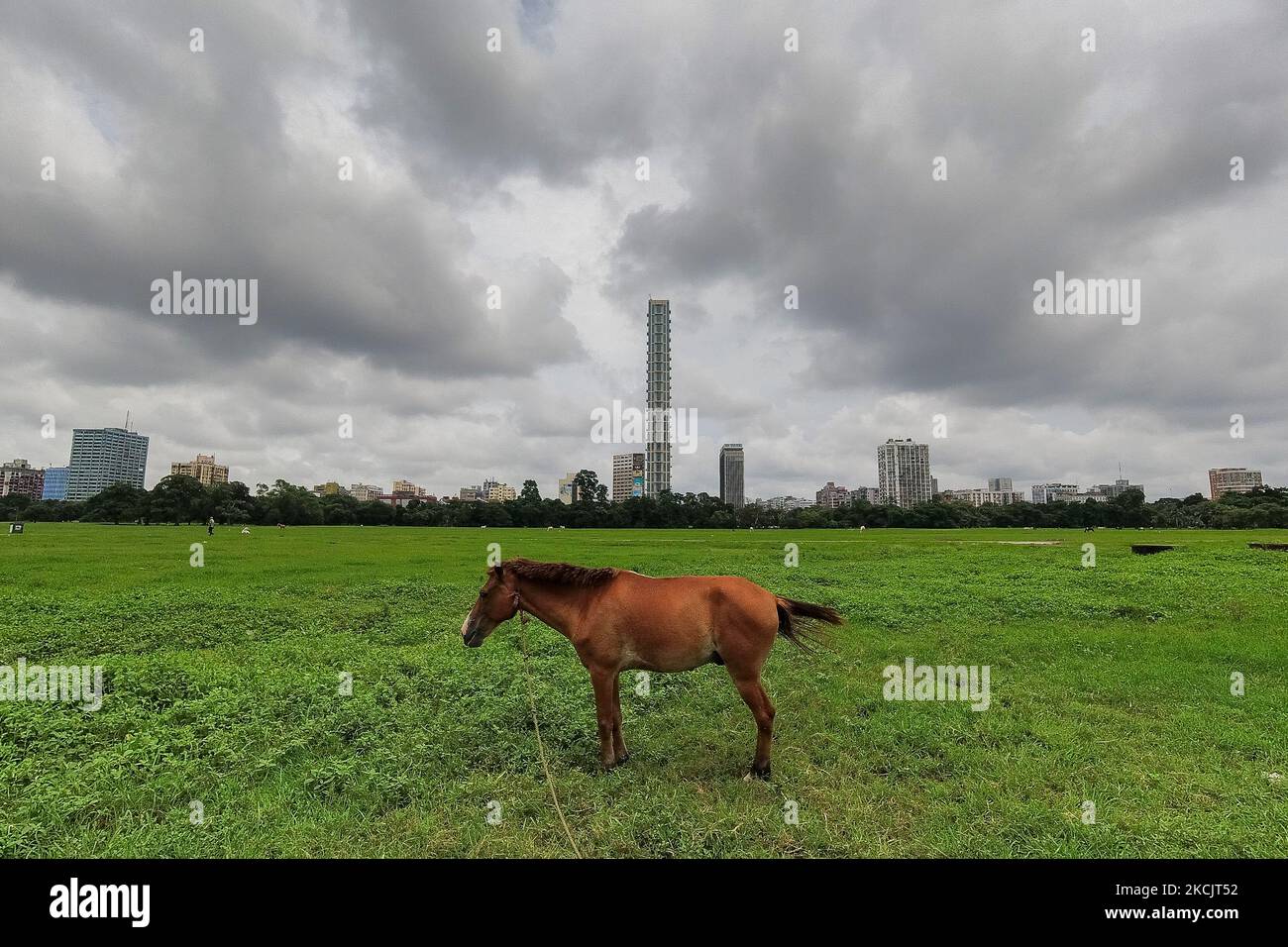 Le 17 août 2021, un cheval grisera un champ de pluie couvrant le paysage urbain de Kolkata, en Inde. Kolkata et d'autres endroits au-dessus de l'avion de ganges ont reçu une quantité record de pluie , causant des inondations dans diverses parties de l'état . Le scientifique croit que ce résultat est dû à la hausse des effets du réchauffement climatique sur l'Inde et d'autres parties du monde selon le rapport des médias . (Photo par Debarchan Chatterjee/NurPhoto) Banque D'Images
