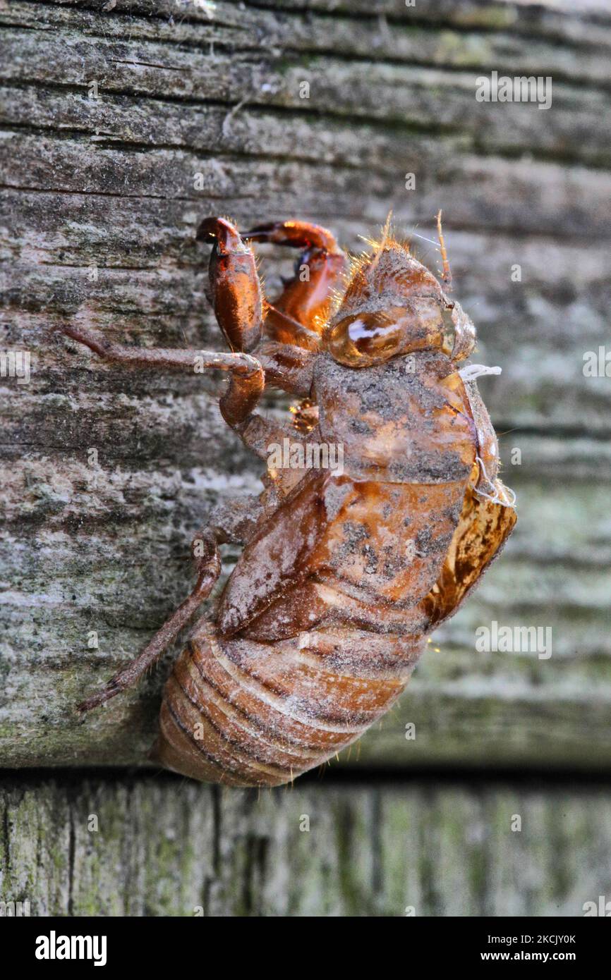 Peau nymphale de Tibichen canicularis à Toronto, Ontario, Canada, on 18 août 2021. Avant qu'une cicada devienne un adulte et jette sa peau, elle essaie de trouver une plante où elle s'attache à ses griffes. Beaucoup de fois leur peau nymphale restera attachée à une plante longtemps après que la cicada a éclos. (Photo de Creative Touch Imaging Ltd./NurPhoto) Banque D'Images