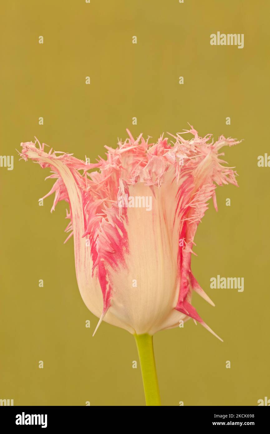 Tulipa 'huis Ten Bosch', tulipe à frange rose Banque D'Images