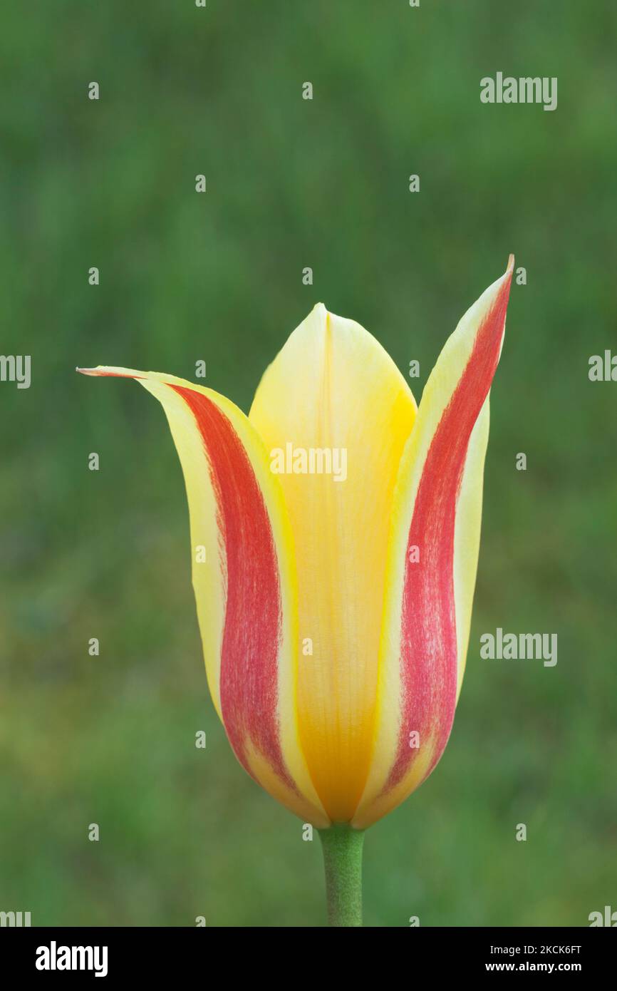 Tulipa kaufmanniana 'stresa' Banque D'Images