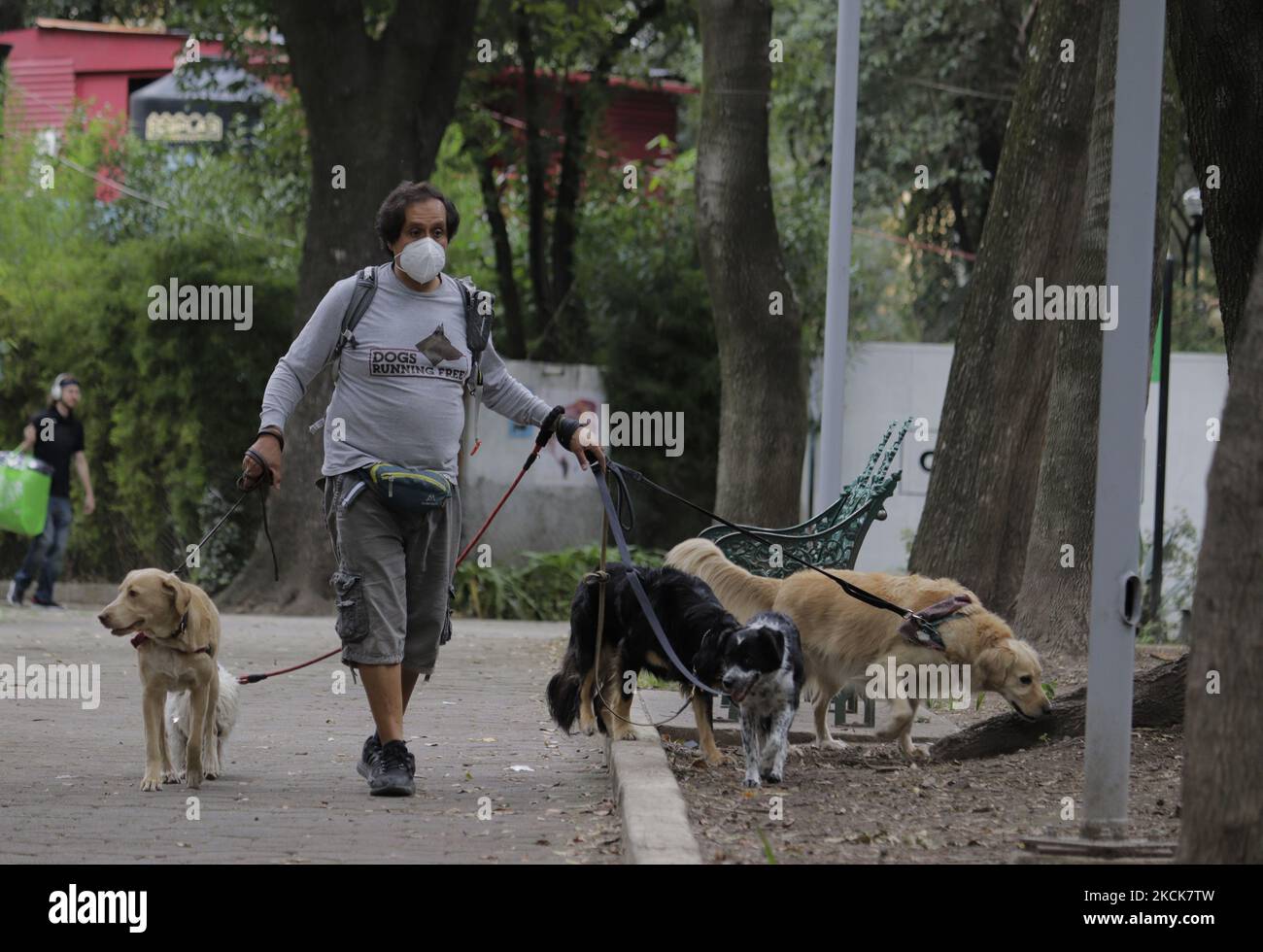 Un jeune homme marche plusieurs chiens dans le Parque España, à Mexico, à l'occasion de la Journée internationale des chiens, qui a été créée en 2004 pour sensibiliser la population aux mauvais traitements et à l'abandon de ces animaux dans le monde entier. (Photo de Gerardo Vieyra/NurPhoto) Banque D'Images