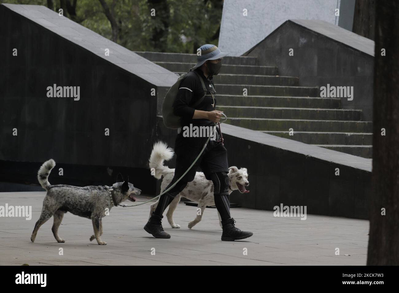 Un jeune homme marche plusieurs chiens dans le Parque España, à Mexico, à l'occasion de la Journée internationale des chiens, qui a été créée en 2004 pour sensibiliser la population aux mauvais traitements et à l'abandon de ces animaux dans le monde entier. (Photo de Gerardo Vieyra/NurPhoto) Banque D'Images