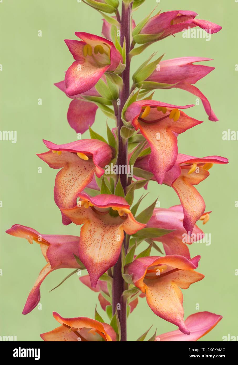 Digialis Illumination 'Flame', Foxglove Banque D'Images