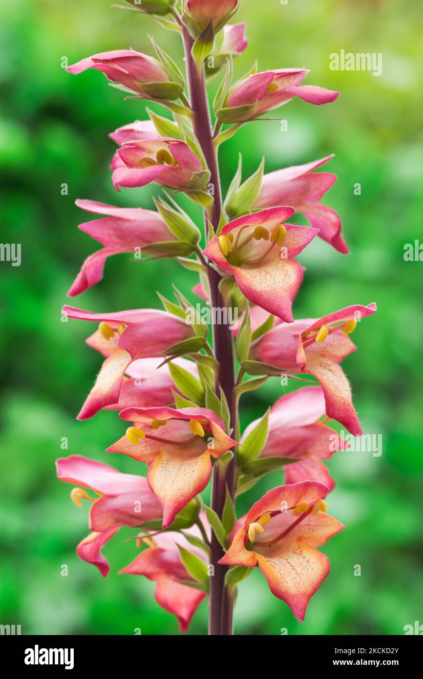 Digialis Illumination 'Flame', Foxglove Banque D'Images