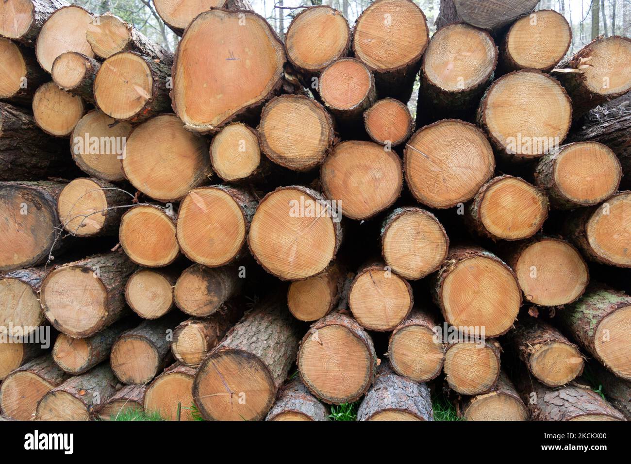 Les arbres abattus dans le comté forestier de Tollymore, en bas de l'Irlande du Nord, ont vu le bout sur montrer le grain et les anneaux de croissance Banque D'Images