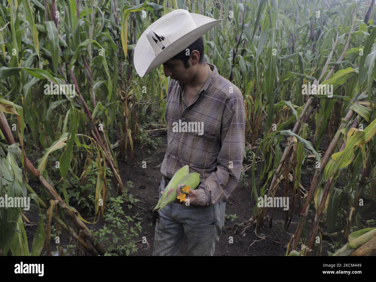 Luis Ortega, agriculteur et étudiant en arts, détient deux élotes dans un champ de fleurs de citrouille sur un terrain situé près des mines de volcan la Estancia et Xaltepec dans le district de Tláhuac à Mexico, pendant l'urgence sanitaire de la COVID-19 et le feu de circulation épidémiologique jaune dans la capitale. (Photo de Gerardo Vieyra/NurPhoto) Banque D'Images