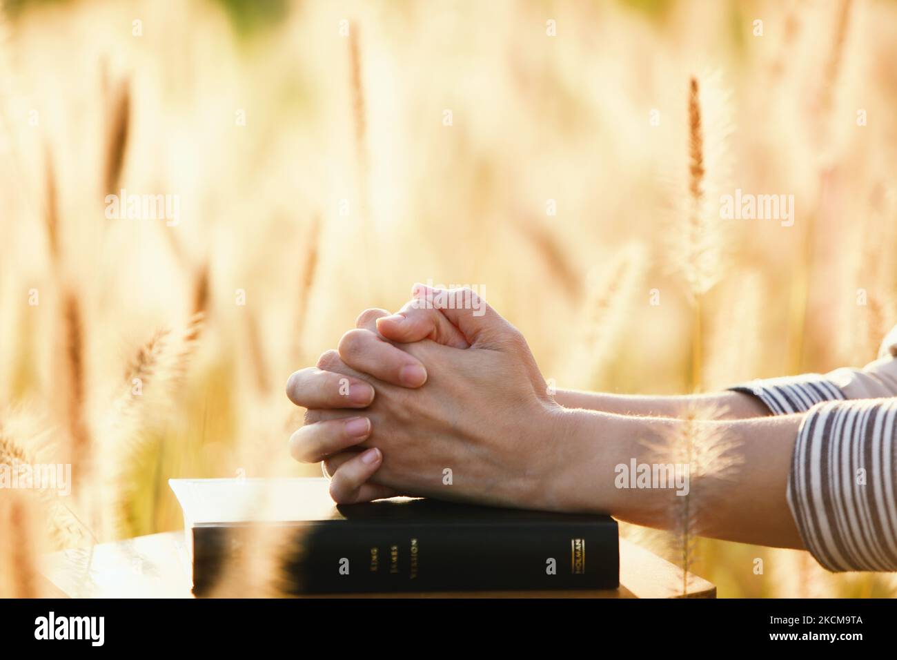 Un chrétien priant avec ses mains sur la sainte bible le jour de Thanksgiving et le coucher du soleil de roseaux et champs d'orge qui se balancent dans le aut Banque D'Images