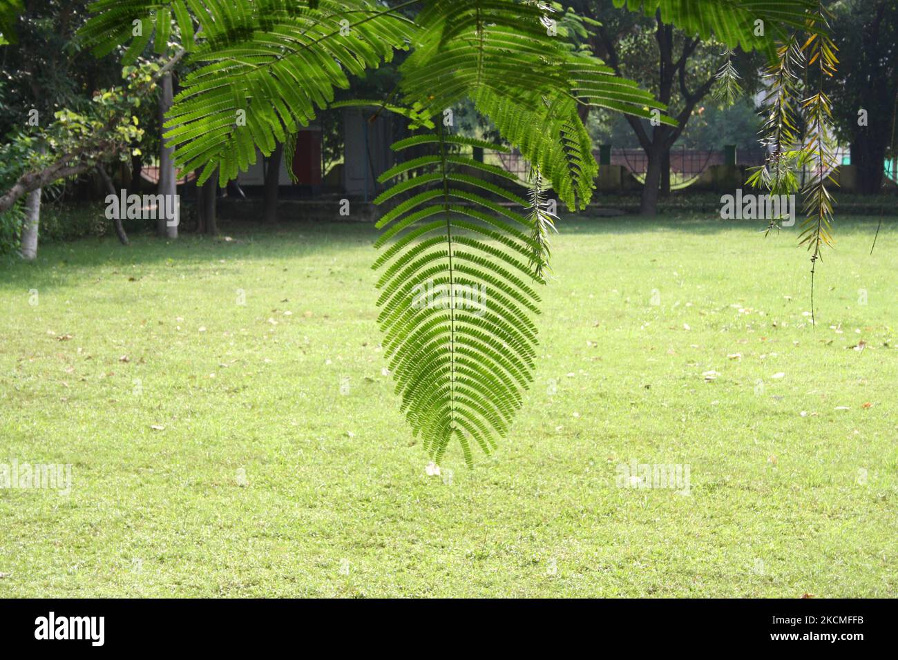 Royal poinciana (Delonix regia), également connu sous le nom de Gulmohar, a des feuilles pennées doublement : (pix SShukla) Banque D'Images