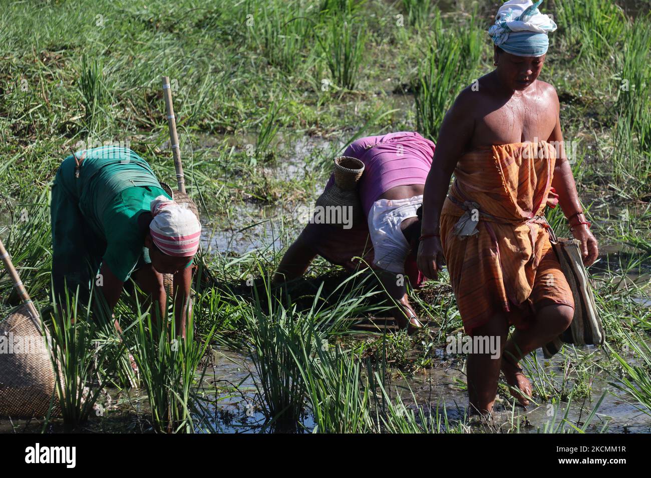 Des femmes de la communauté Bodo cherchent du poisson dans un champ d'eau de boue en utilisant des équipements de pêche traditionnels Jakoi dans un village de 15 septembre 2021 à Baksa, en Inde. Le peuple Bodo ou Boro Kachari est la plus grande tribu autochtone d'Assam. (Photo de David Talukdar/NurPhoto) Banque D'Images