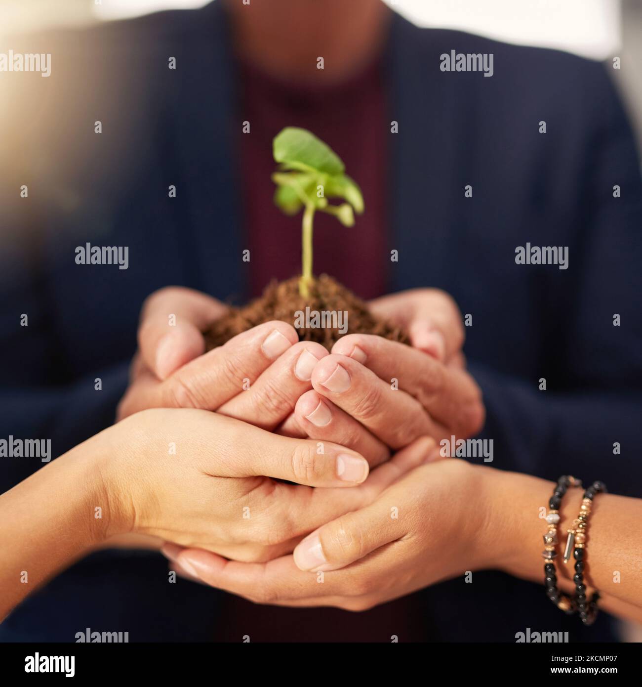 Développer une entreprise verte. Un groupe d'hommes d'affaires méconnus tenant une plantule entre leurs mains. Banque D'Images