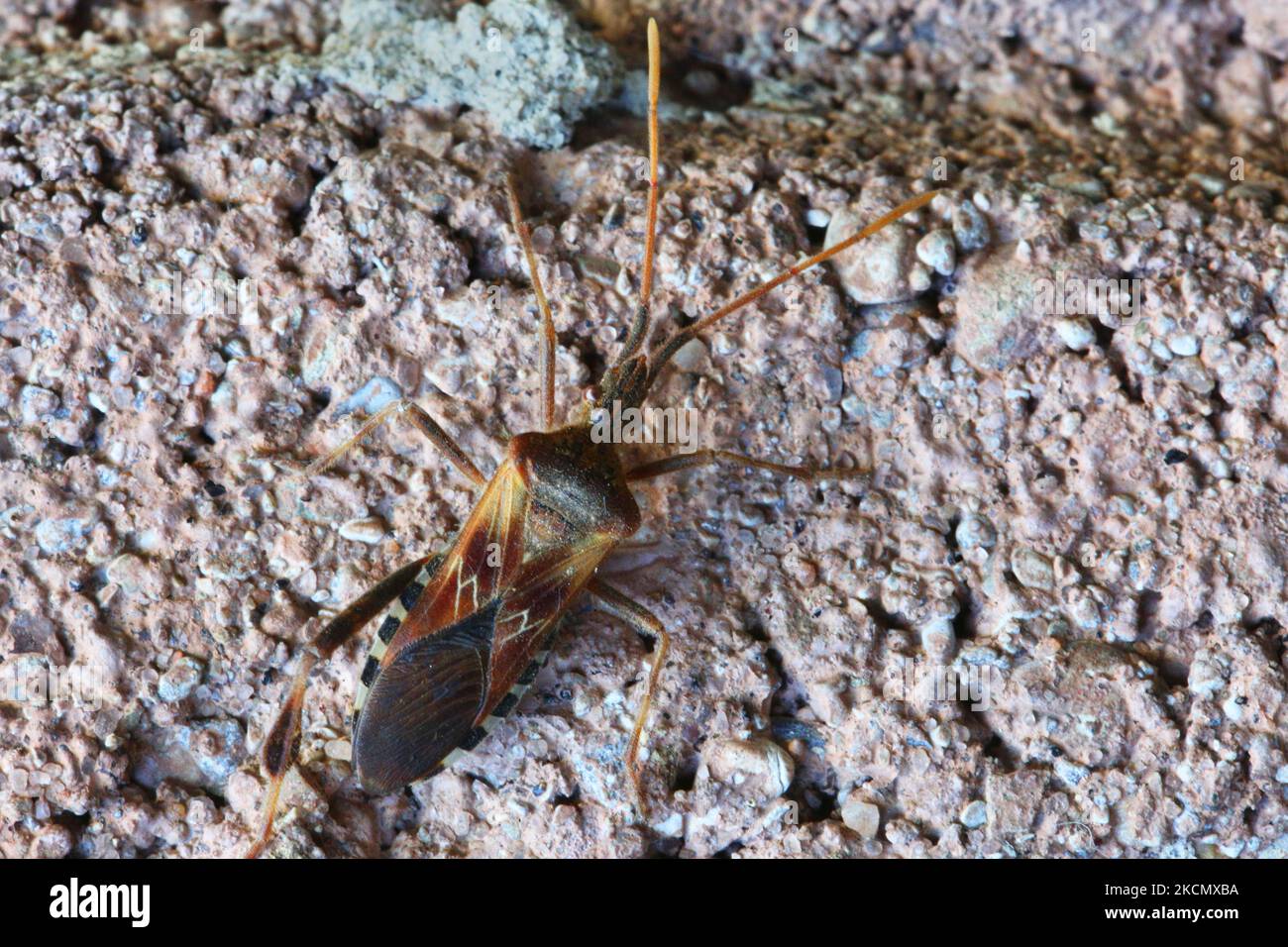 Insecte à pied de la feuille brune (Leptoglossus phyllopus) à Toronto, Ontario, Canada, on 19 septembre 2021. (Photo de Creative Touch Imaging Ltd./NurPhoto) Banque D'Images