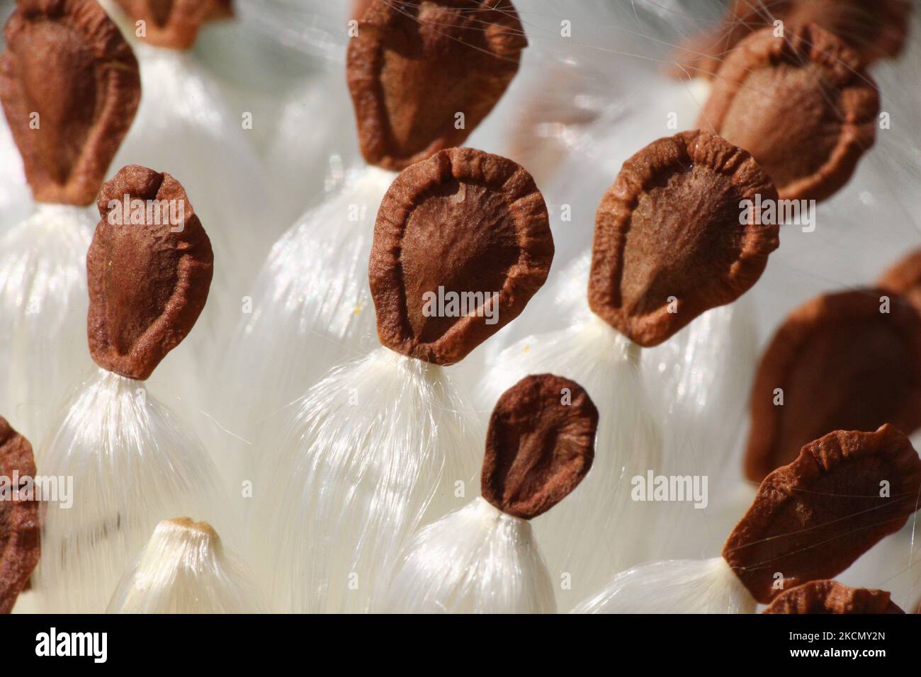 Gros plan des graines de l'Asclepias syriaca à Toronto, Ontario, Canada. (Photo de Creative Touch Imaging Ltd./NurPhoto) Banque D'Images