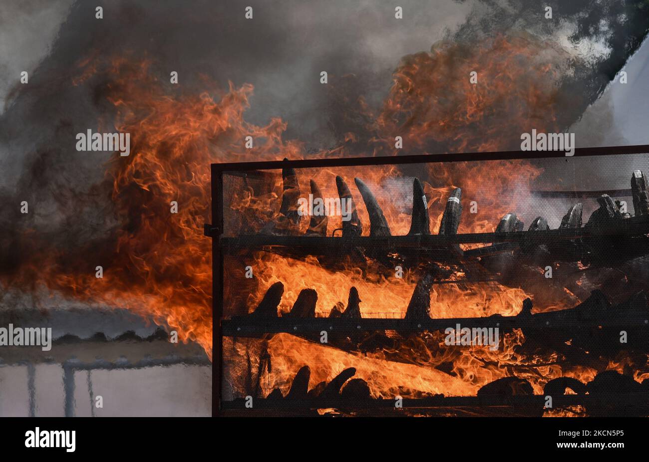 Le gouvernement d'Assam a brûlé des cornes de rhinocéros dans un stade près du parc national de Kaziranga, à 22 septembre 2021, à Bokakhat, Assam, en Inde. Le gouvernement d'Assam a brûlé 2 467 cornes principalement saisies dans le commerce illégal et stockées dans des trésors de l'État d'Assam. L'incendie de cornes de rhinocéros à Assam a été mené publiquement pour marquer une étape importante vers la conservation du rhinocéros. (Photo de David Talukdar/NurPhoto) Banque D'Images