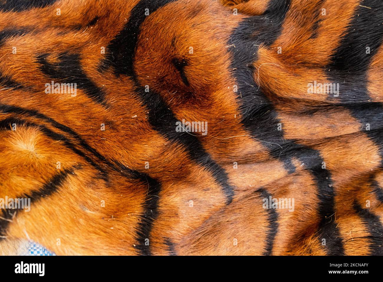 La peau d'un tigre de Sumatra récemment confisqué aux braconniers est présentée lors d'une conférence de presse au siège de la police locale à Pekanbaru, province de Riau, Indonésie, sur 24 septembre 2021. (Photo par Afrianto Silahi/NurPhoto) Banque D'Images