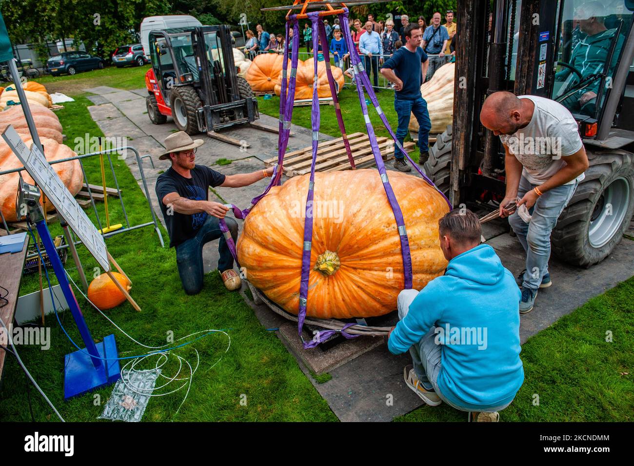 Les gens de l'organisation pèsent les citrouilles les plus lourdes, lors du championnat hollandais Pumpkin 2021 qui s'est tenu à Utrecht, sur 25 septembre 2021. (Photo par Romy Arroyo Fernandez/NurPhoto) Banque D'Images