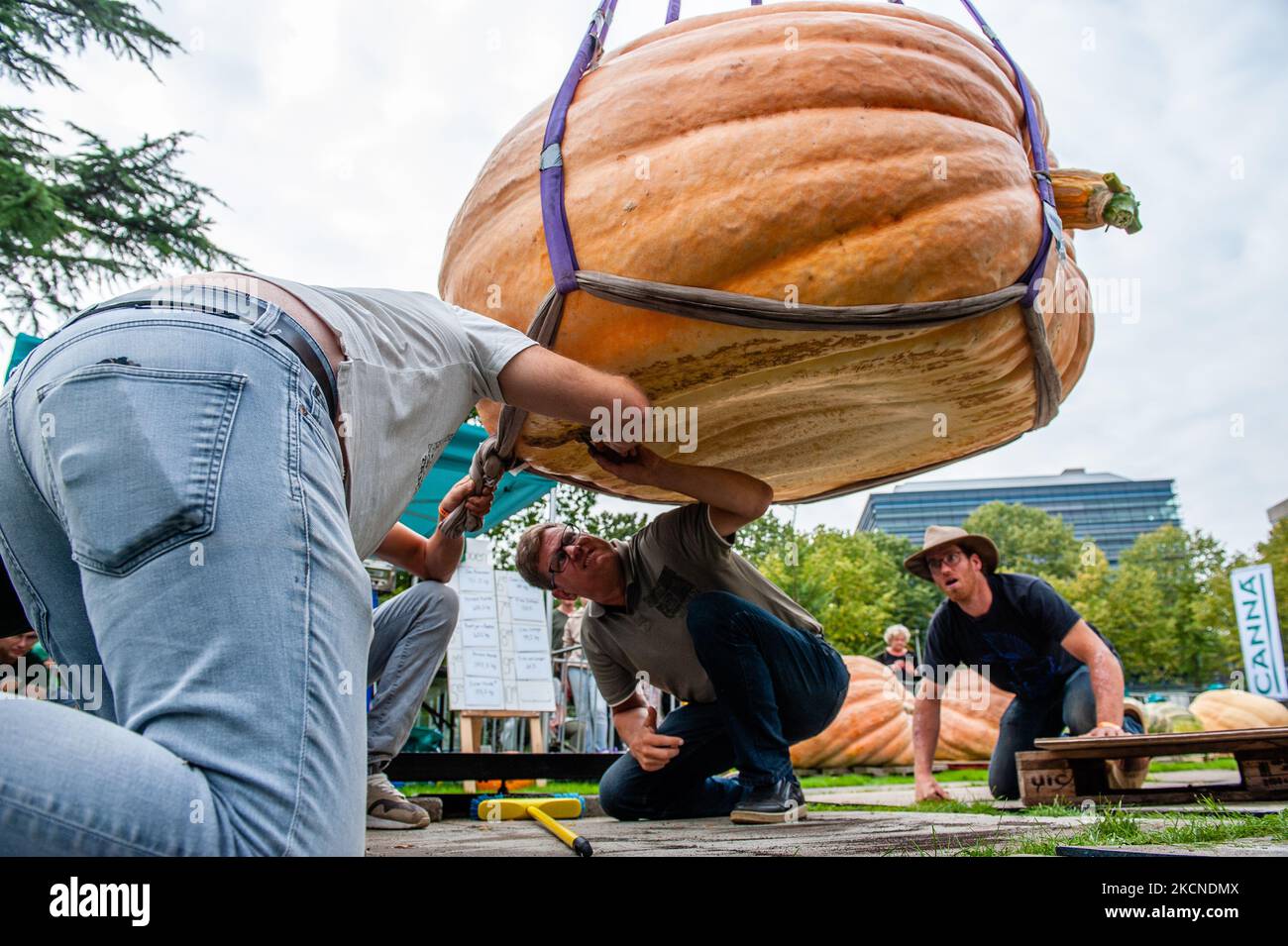 Un homme joue le sol de l'une des citrouilles les plus lourdes avant de peser, lors du championnat hollandais de culture de citrouille 2021 qui s'est tenu à Utrecht, sur 25 septembre 2021. (Photo par Romy Arroyo Fernandez/NurPhoto) Banque D'Images