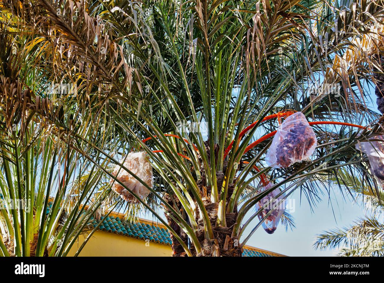Dates poussant dans le jardin au mausolée de Moulay Ali Cherif à Rissani, Maroc, Afrique. C'est le dernier lieu de repos du fondateur de la dynastie marocaine (actuelle) Alaouite et de plusieurs de ses fils. Alors que la porte et la cour élaborées sont ouvertes à tous, le mausolée lui-même et la mosquée qui y est rattachée sont hors limites pour les non-musulmans. (Photo de Creative Touch Imaging Ltd./NurPhoto) Banque D'Images