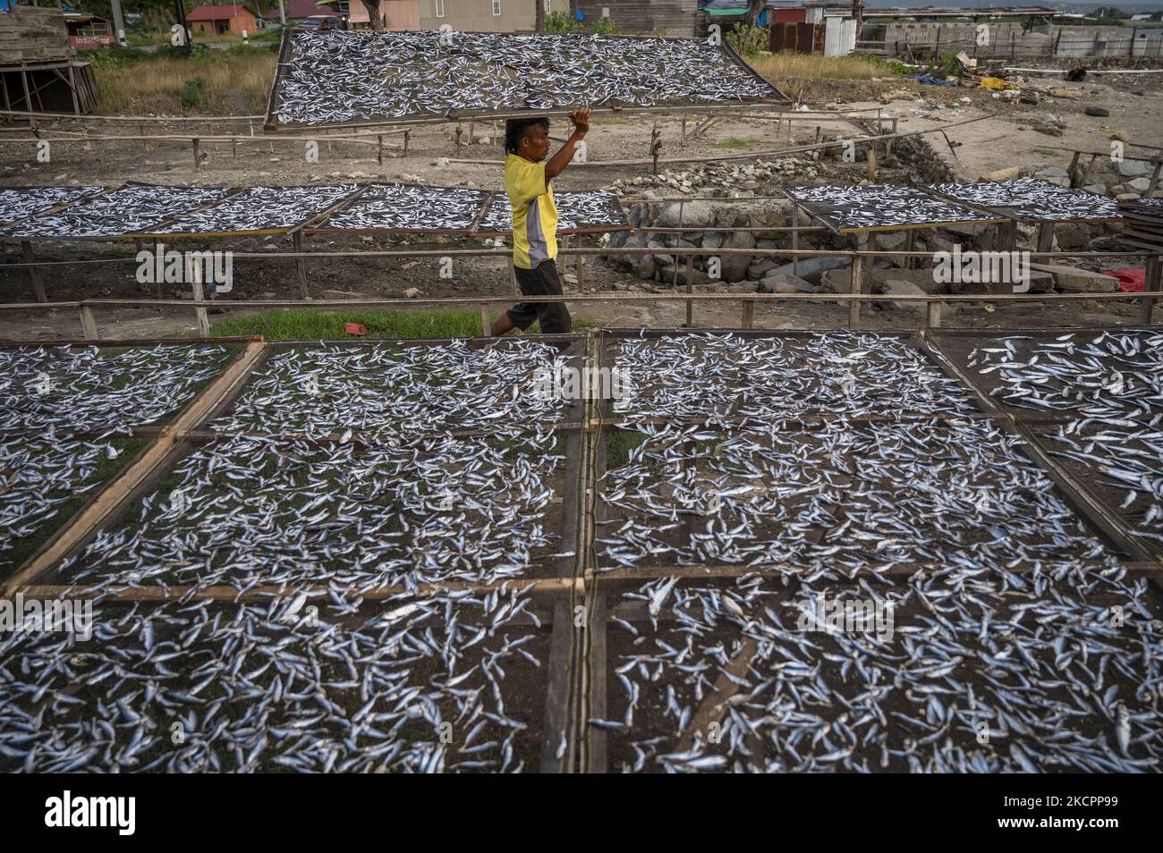 Un travailleur recueille du poisson séché à la plage de Mamboro, baie de Palu, centre de Sulawesi, en Indonésie, sur 16 octobre 2021. L'Indonésie est un pays archipélagique dont 70 pour cent de son territoire est constitué de la mer. L'Indonésie est également un pays avec le plus grand potentiel de pêche de capture au monde, avec une production atteignant 10,2 millions de tonnes par an, soit 9,3 millions de tonnes de pêches de capture marines et 0,9 millions de tonnes de terres, et continue de croître en moyenne de 3,61 pour cent par an. (Photo de Basri Marzuki/NurPhoto) Banque D'Images