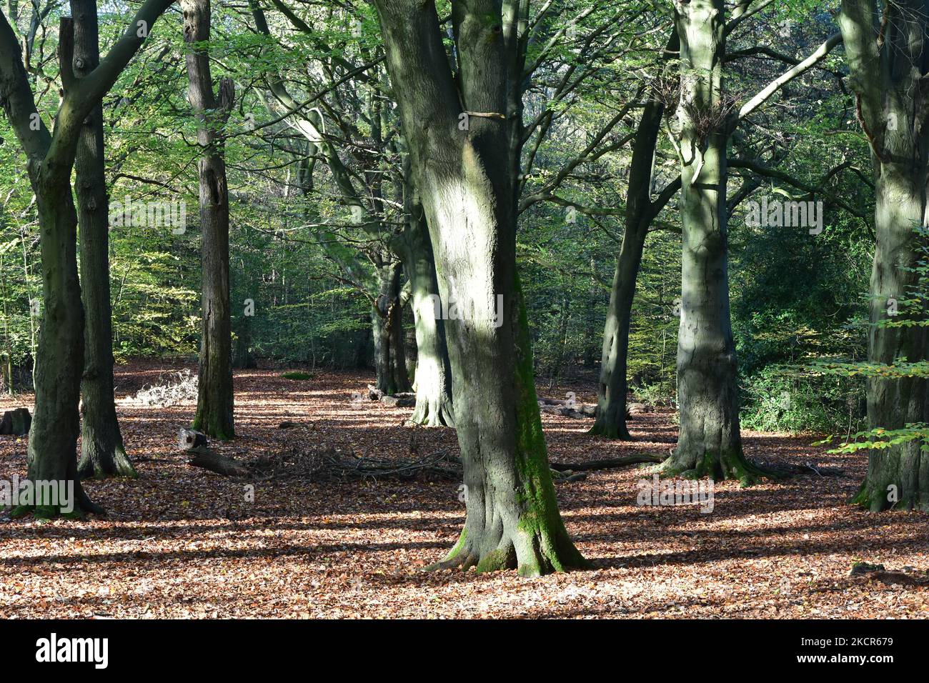 Forêt d'automne, Hirst Wood, Shipley, West Yorkshire Banque D'Images