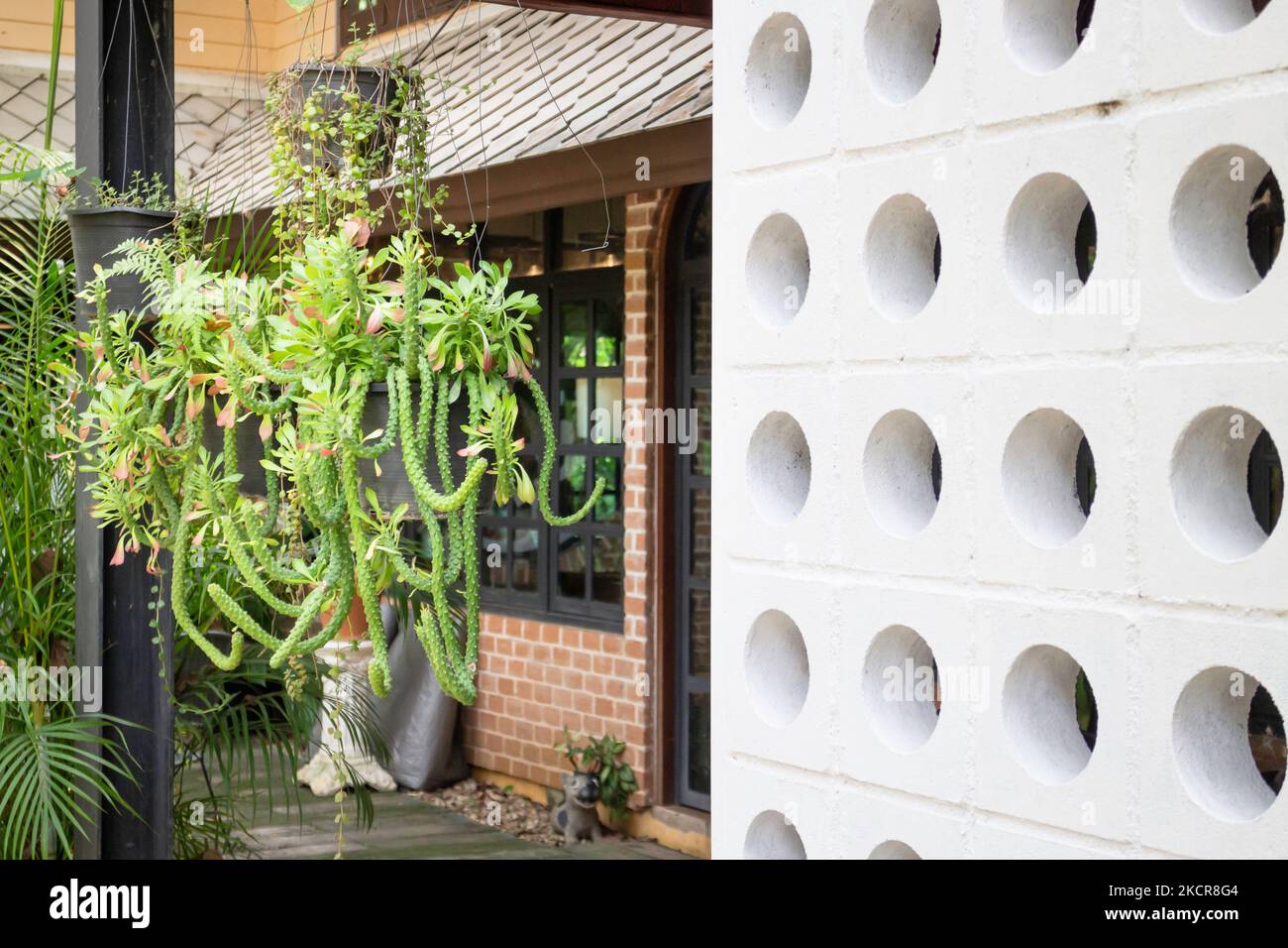 Plantes purifiantes d'air pour la maison, photo de stock Banque D'Images