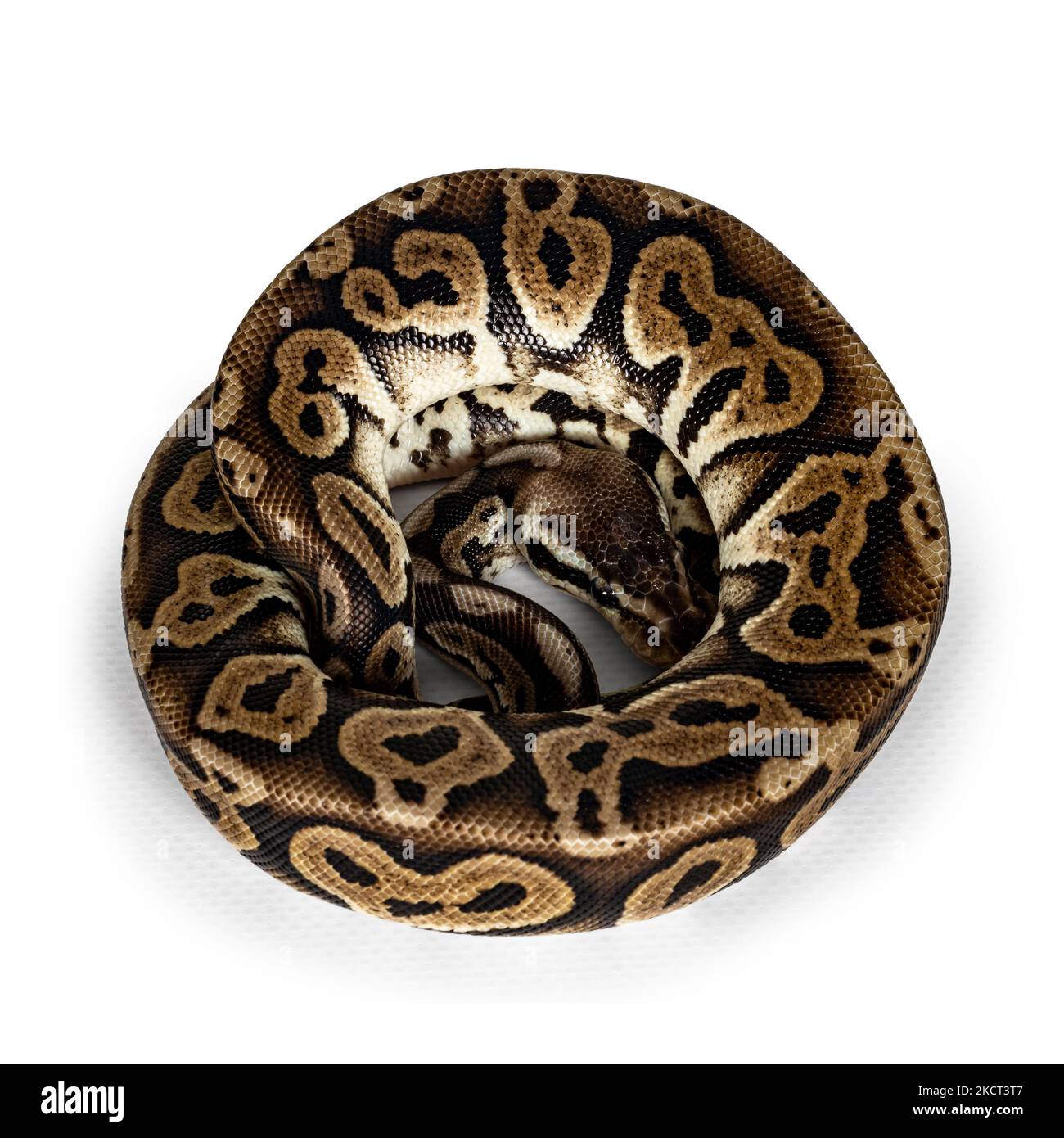 Vue de dessus maudit Ballpython aka Python regius, isolé sur fond blanc. Banque D'Images