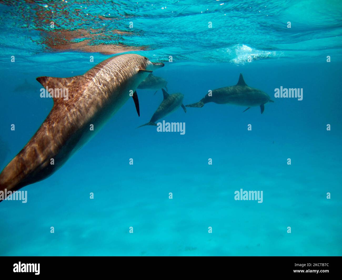 Dauphins. Dauphin à disque. Stenella longirostris est un petit dauphin qui vit dans les eaux côtières tropicales du monde entier. Banque D'Images