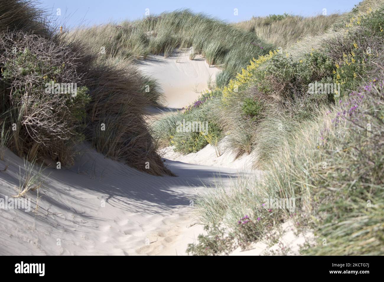 Vue générale de la baie de phlébotomes près de Dunedin, Nouvelle-Zélande, sur 08 novembre 2021. La baie de Sandfly est très spéciale car les visiteurs peuvent voir une colonie de pingouins à yeux jaunes, de phoques à fourrure de Nouvelle-Zélande et de lions de mer de Nouvelle-Zélande au même endroit. (Photo de Sanka Vidanagama/NurPhoto) Banque D'Images