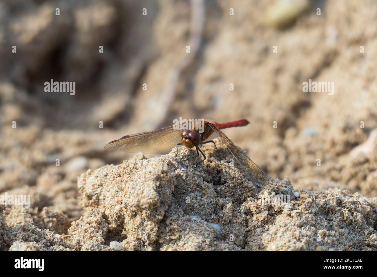 Große Heide Libelle auf einer Sand Düne à Sandweier, Baden-Baden Banque D'Images