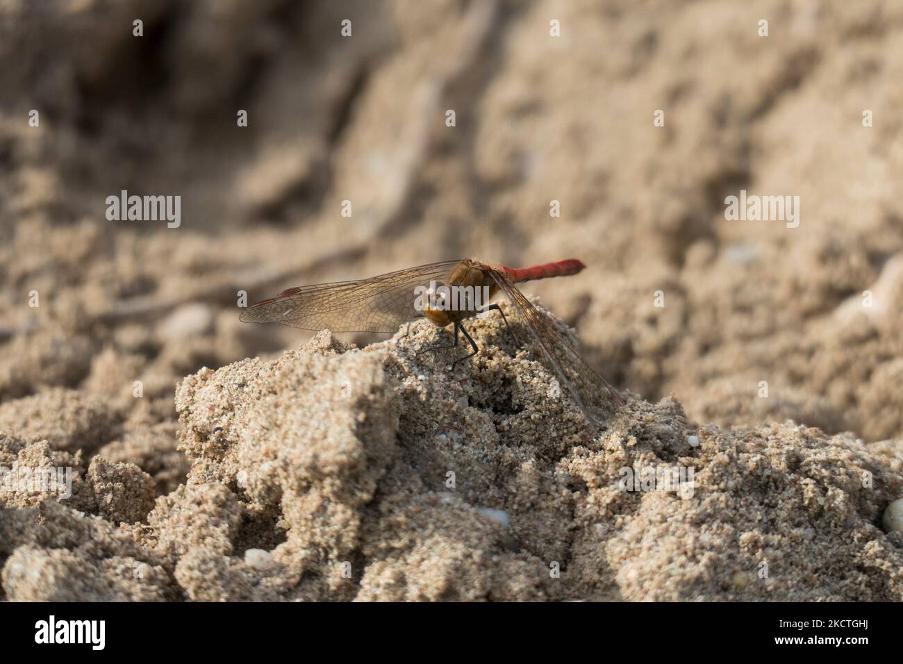 Große Heide Libelle auf einer Sand Düne à Sandweier, Baden-Baden Banque D'Images
