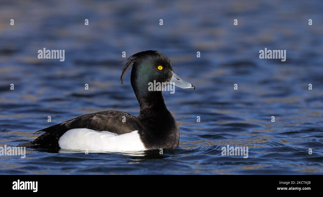 Canard touffeté côté natation, gros plan, eau bleue Banque D'Images