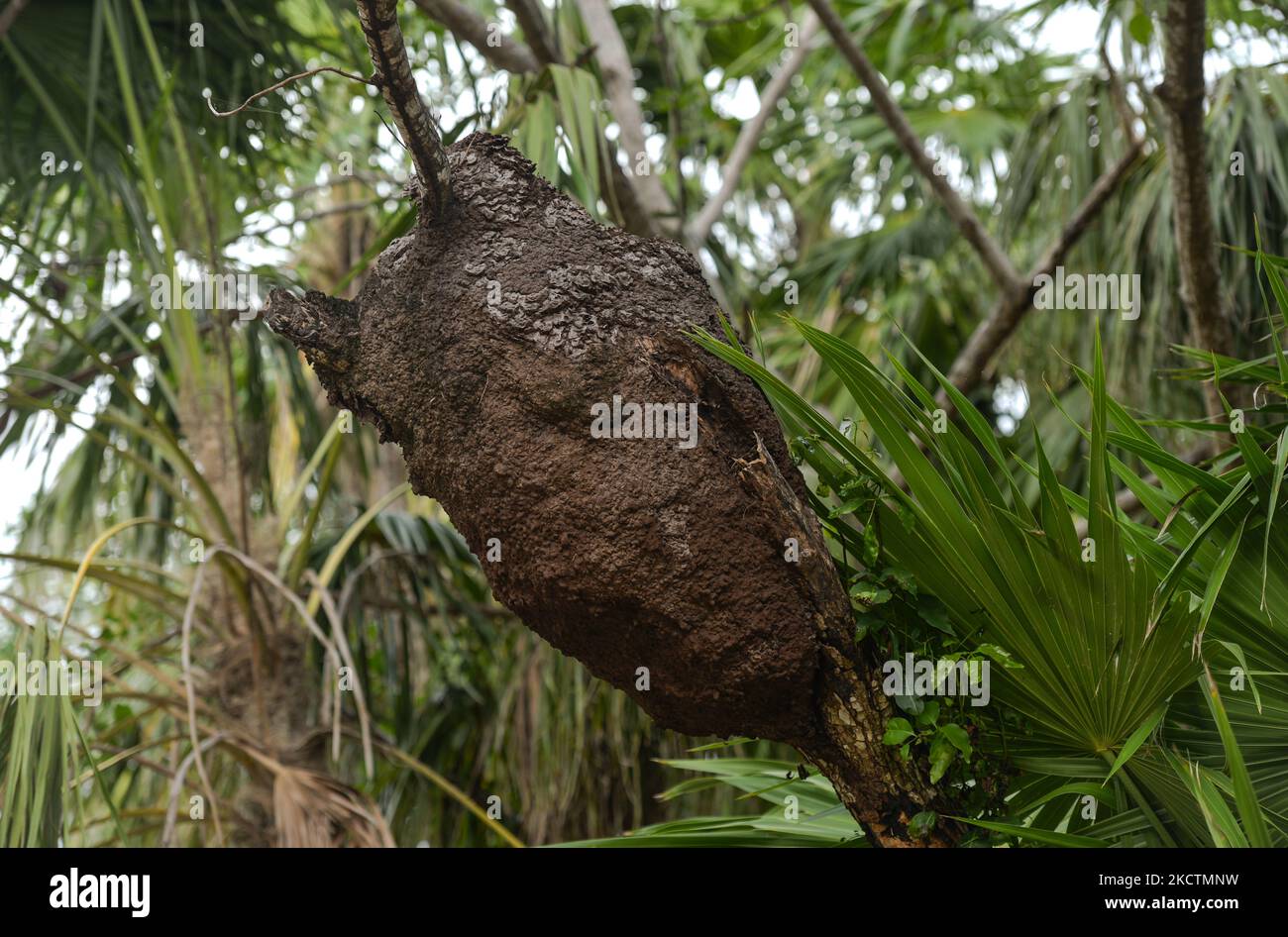 Termite-nid vu à l'intérieur de la réserve de biosphère de Sian Ka?an (porte du ciel). Mercredi, 10 novembre 2021, à Tulum, Quintana Roo, Mexique. (Photo par Artur Widak/NurPhoto) Banque D'Images