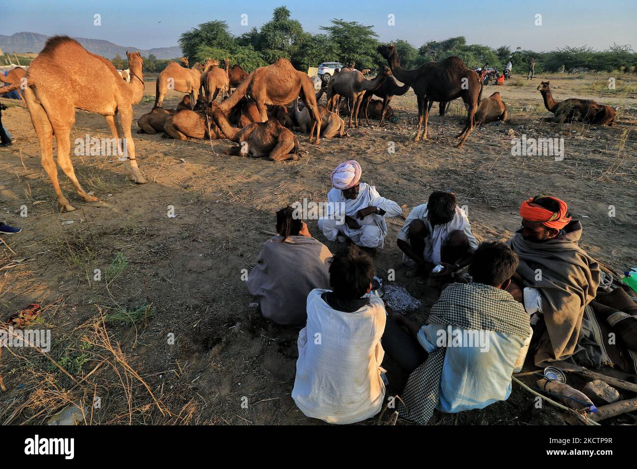 Les marchands de chameaux avec leur bétail pendant la Foire annuelle de Pushkar 2021, à Pushkar, Rajasthan, Inde , novembre 11,2021. (Photo de Vishal Bhatnagar/NurPhoto) Banque D'Images