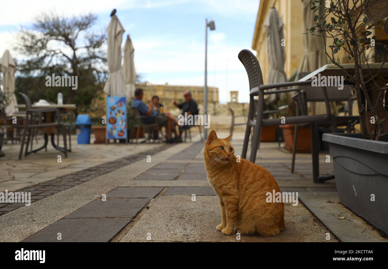 Un chat de gingembre se trouve à l'extérieur d'un café dans les jardins Upper Barrakka de la Valette. Malte, samedi, 13 novembre 2021. (Photo de Danil Shamkin/NurPhoto) Banque D'Images