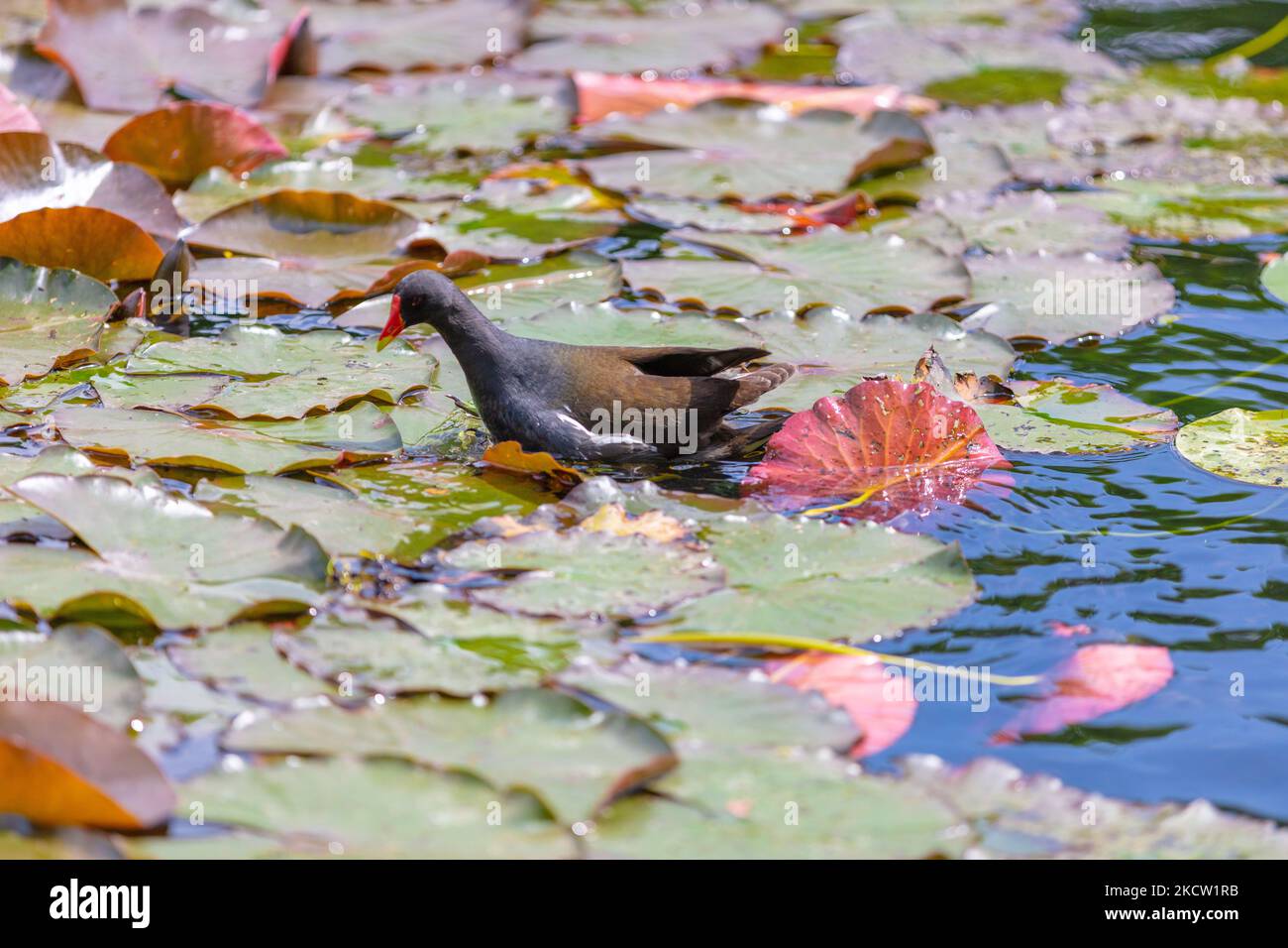 american coot oiseau natation dans le lac avec l'eau limue, lotus Banque D'Images