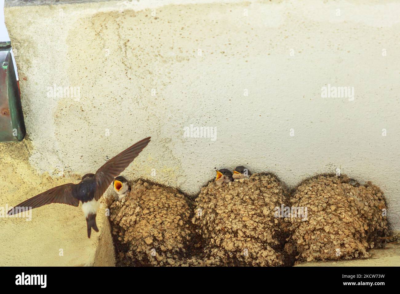 Gros plan d'une grange mère avalant ses poussins dans le nid sous un toit dans la ville italienne. Espèce hirundo rustica en Europe, Italie. Banque D'Images