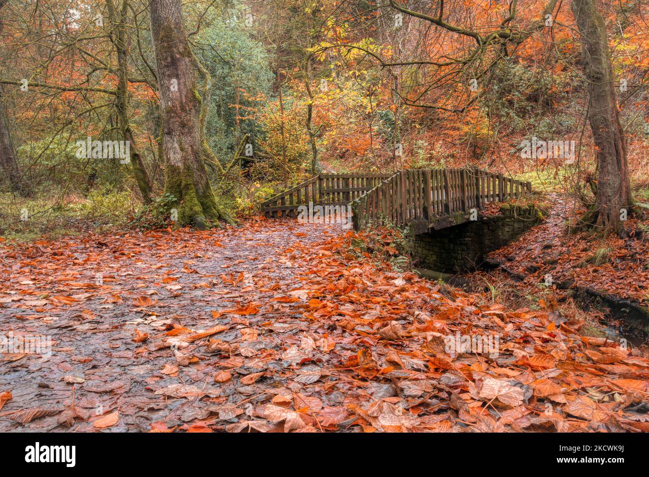 Couleurs d'automne à Sunnyhurst Woods, Lancashire Banque D'Images