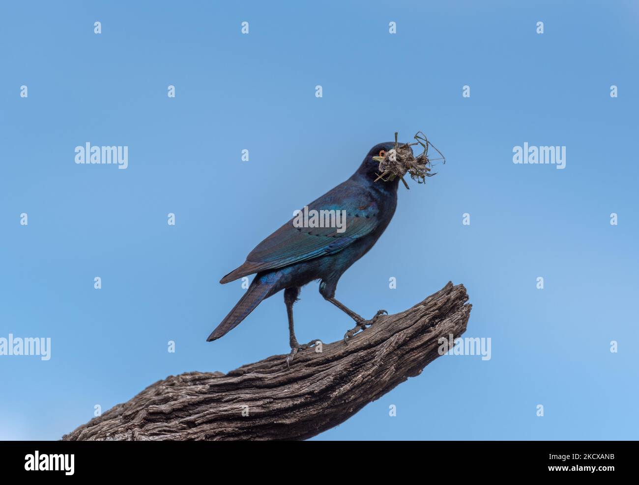 Cape Starling africaine sur une branche, Namibie, Afrique Banque D'Images