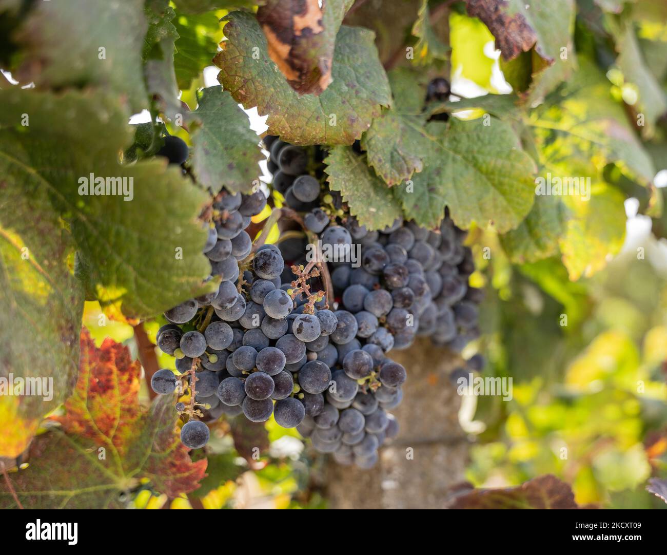 Raisins Merlot prêts pour la récolte Banque D'Images