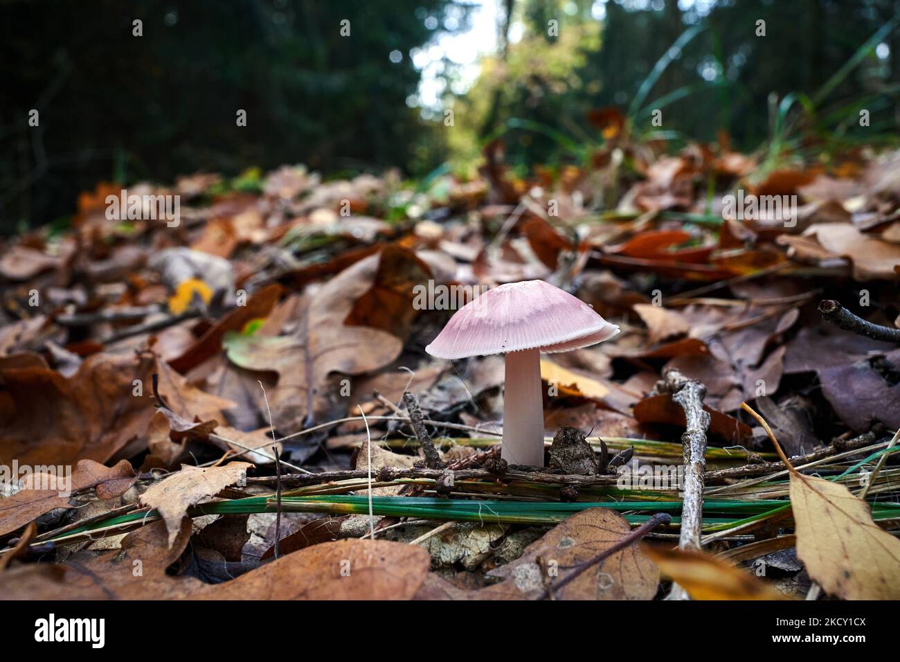 Un gros plan du bois bleu champignon parmi les feuilles mortes dans la forêt pendant l'automne en Pologne Banque D'Images