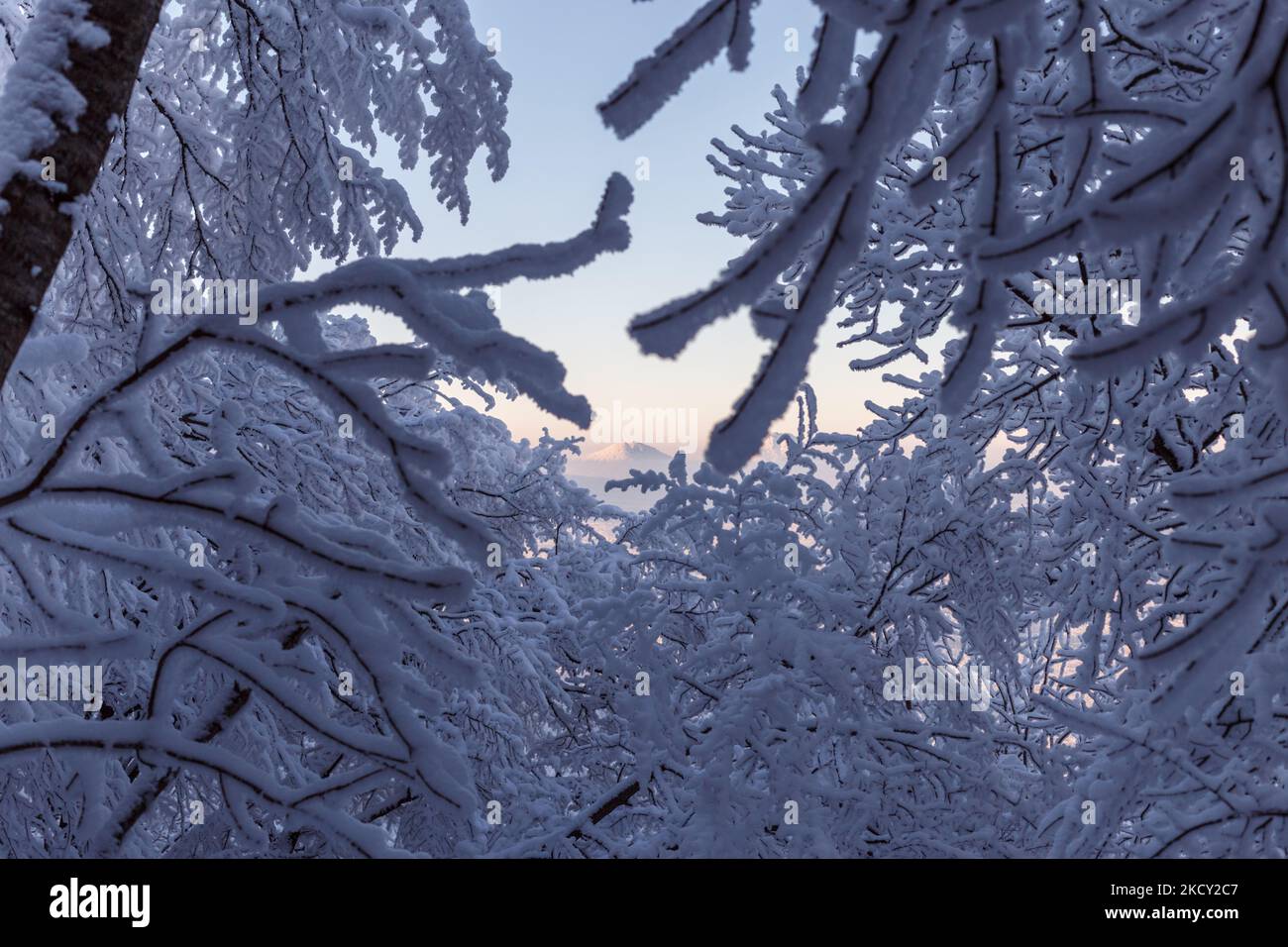 Neige et glace rime sur les branches des buissons. Belle vue sur les montagnes à travers le cadre de l'arbre. Copier l'espace. Arrière-plan naturel en hiver. Frostin Banque D'Images